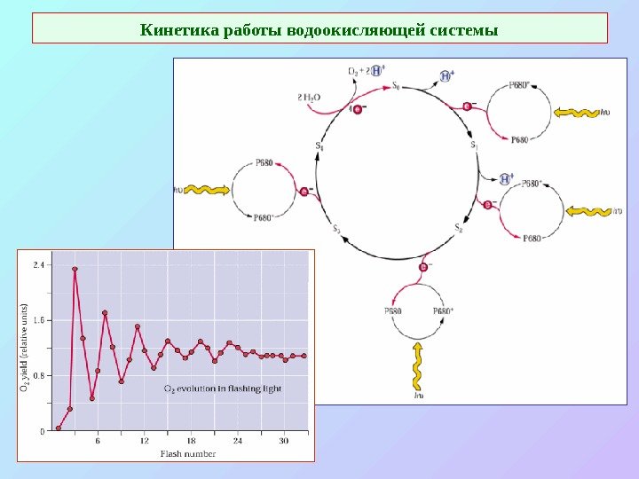   Кинетика работы водоокисляющей системы 