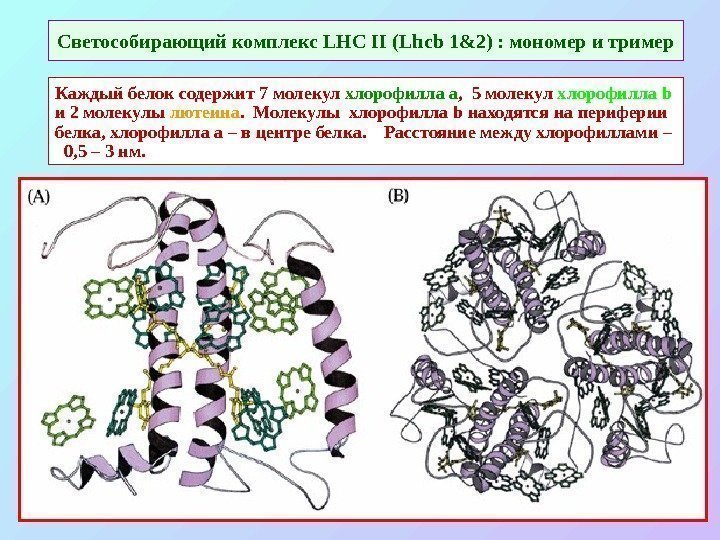   Светособирающий комплекс LHC II ( Lhcb 1 &2) : мономер и тример