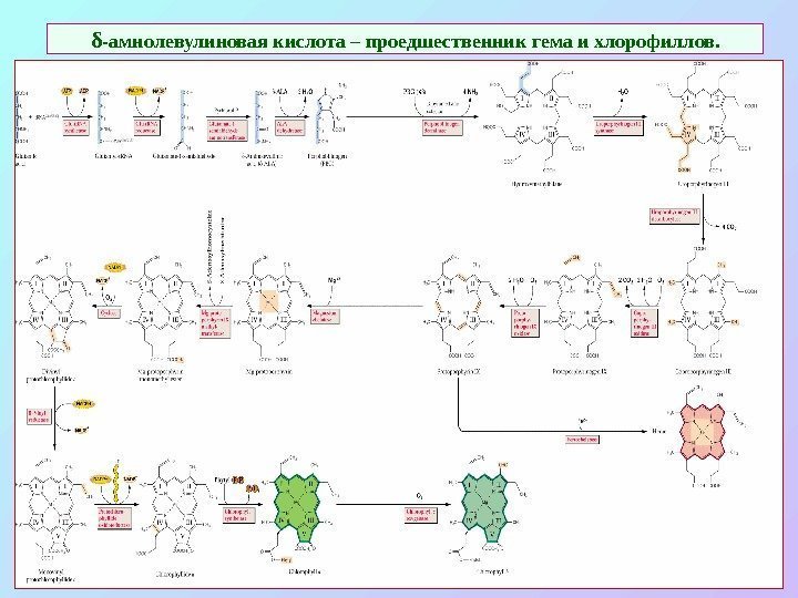   δ -амнолевулиновая кислота – проедшественник гема и хлорофиллов. 