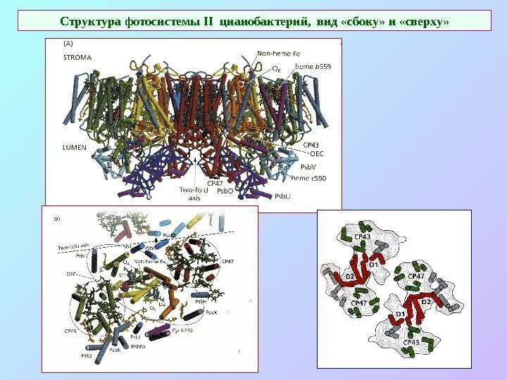   Структура  фотосистемы II  цианобактерий,  вид «сбоку» и «сверху» 