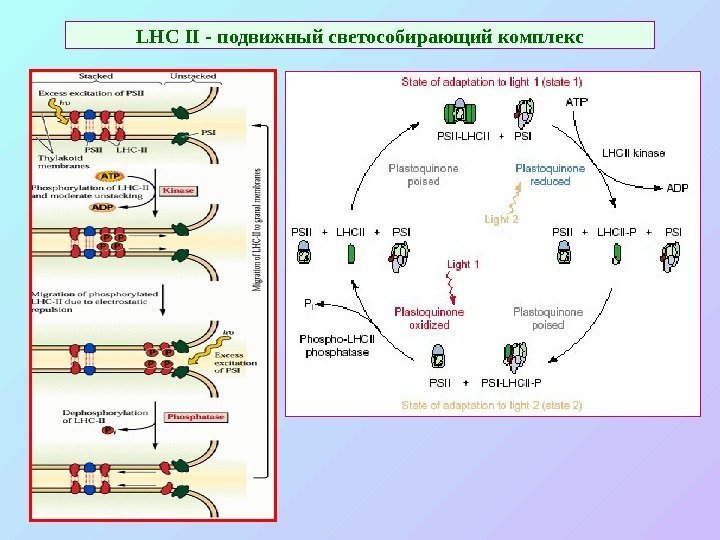   LHC  II - подвижный светособирающий комплекс 