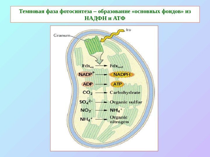   Темновая фаза фотосинтеза – образование «основных фондов» из НАДФН и АТФ 