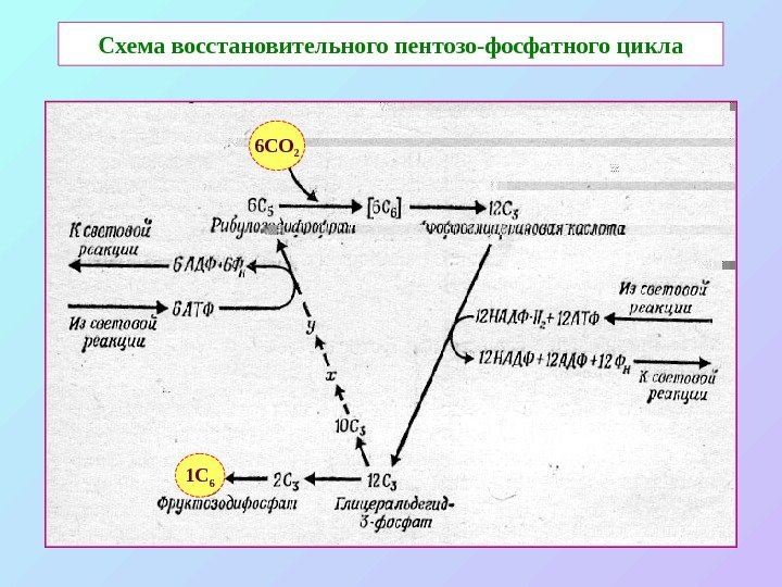   Схема восстановительного пентозо-фосфатного цикла 6 CO 2 1 C 6 