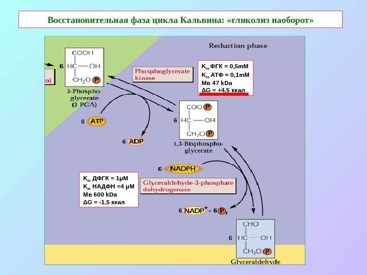   Восстановительная  фаза цикла Кальвина:  «гликолиз наоборот» K m ФГК =