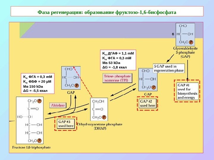  Фаза регенерации: образование фруктозо-1, 6 -бисфосфата  K m  ДГАФ = 1,