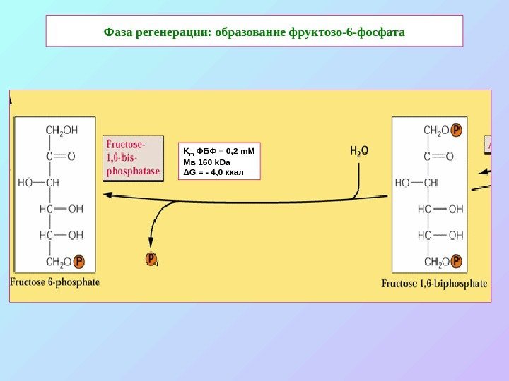  Фаза регенерации: образование фруктозо-6 -фосфата K m  ФБФ = 0, 2