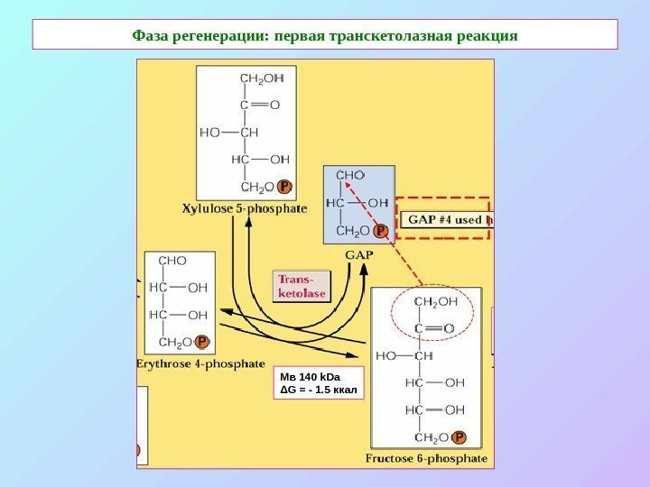  Фаза регенерации: первая транскетолазная реакция Мв 140 k. Da Δ G =