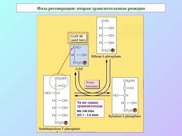   Фаза регенерации: вторая транскетолазная реакция Та же самая транскетолаза Мв 140 k.