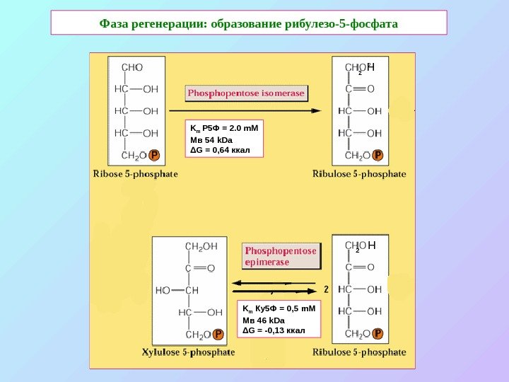   Фаза регенерации: образование рибулезо-5 -фосфата K m Р 5 Ф = 2.
