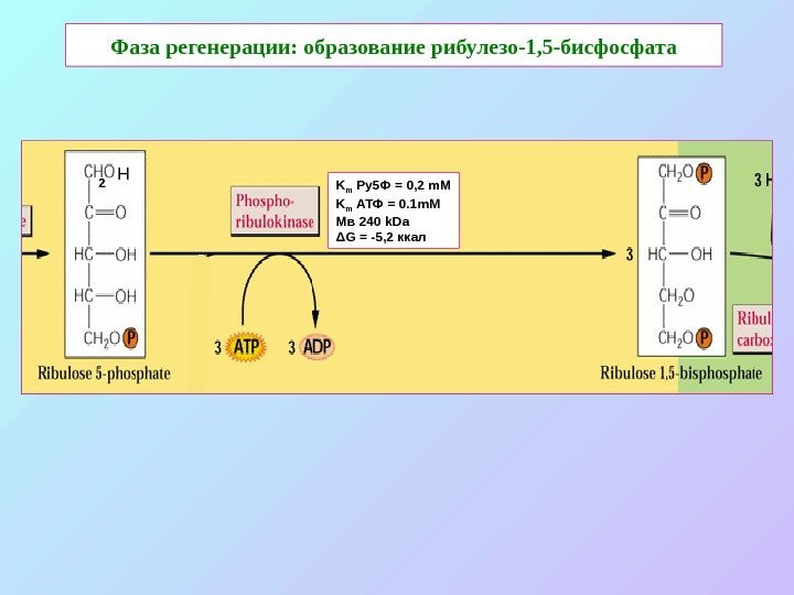   Фаза регенерации: образование рибулезо-1, 5 -бисфосфата K m  Ру5 Ф =
