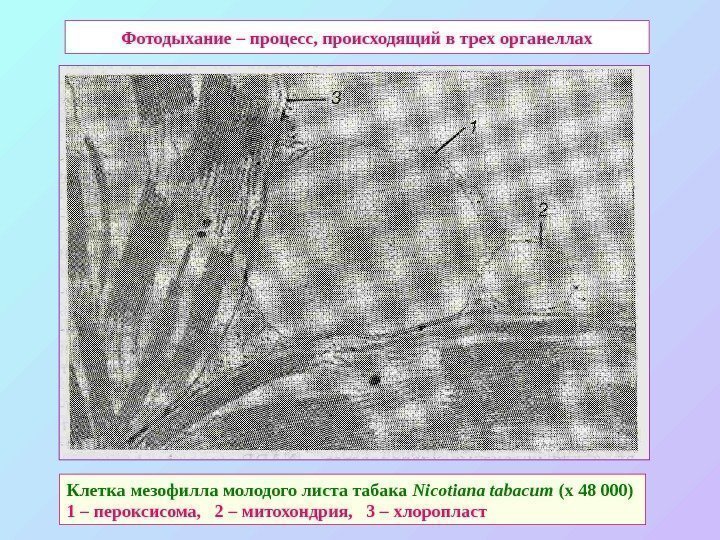   Фотодыхание – процесс, происходящий в трех органеллах Клетка мезофилла молодого листа табака