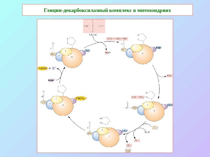   Глицин-декарбоксилазный комплекс в митохондриях 