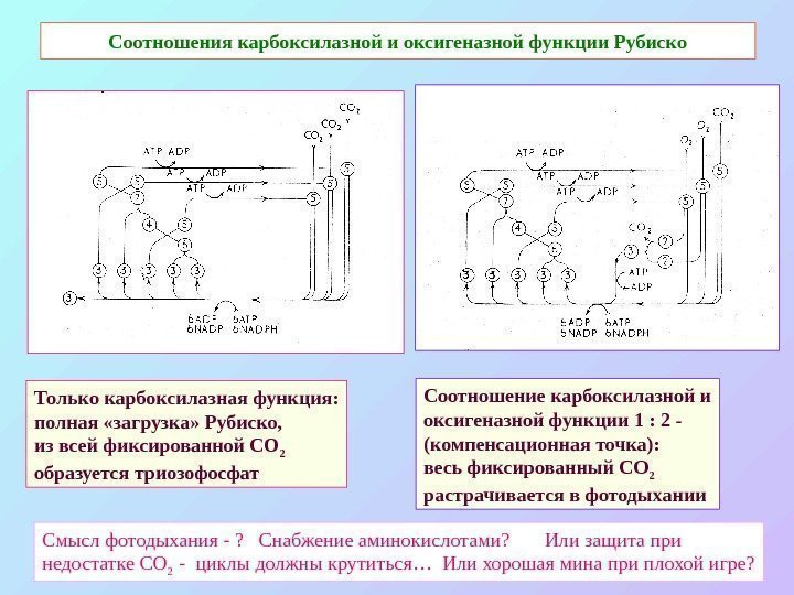   Соотношения карбоксилазной и оксигеназной функции Рубиско Только карбоксилазная функция: полная «загрузка» Рубиско,