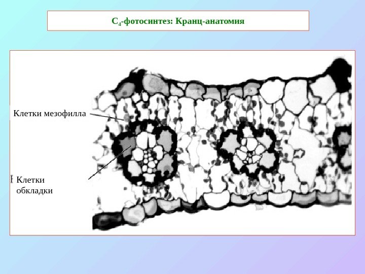   С 4 -фотосинтез: Кранц-анатомия Клетки мезофилла Клетки обкладки 