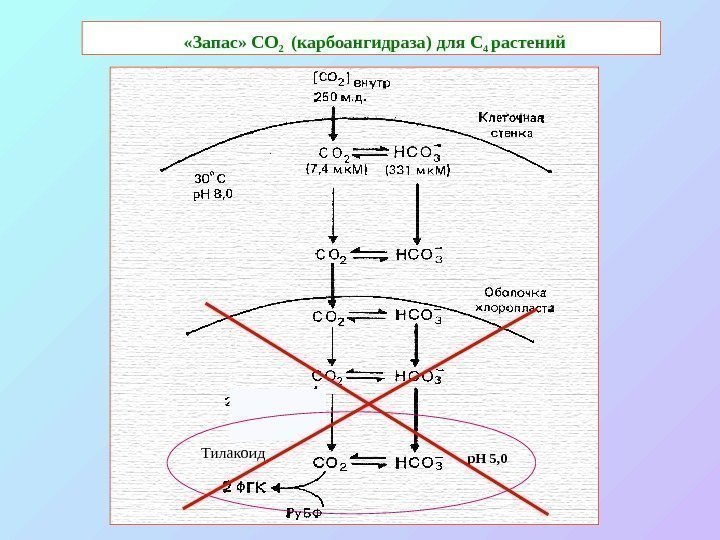  «Запас» СО 2  ( карбоангидраза ) для С 4 растений p. H
