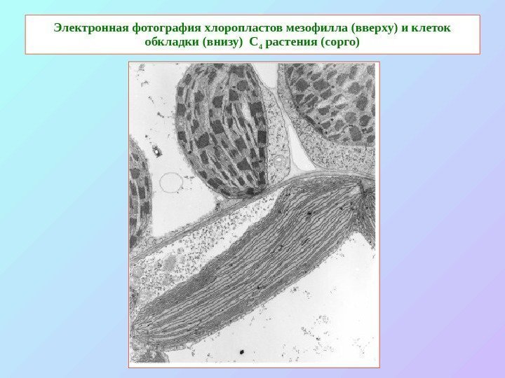   Электронная фотография хлоропластов мезофилла (вверху) и клеток обкладки (внизу) С 4 растения