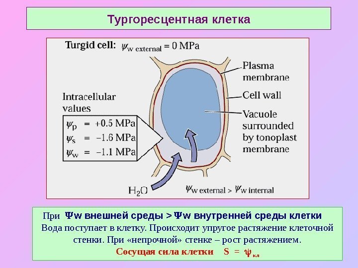   Тургоресцентная клетка При  w внешней среды   w  внутренней