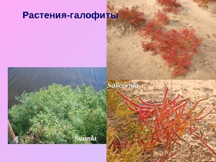   Растения-галофиты Suaeda Salicornia 