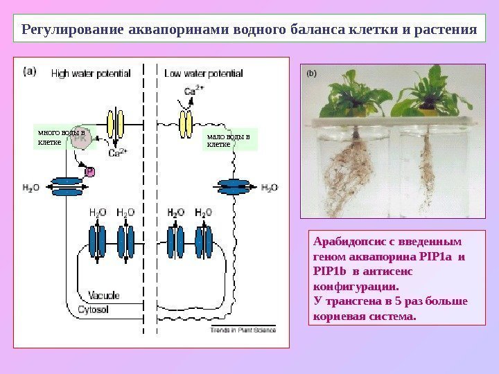   Регулирование аквапоринами водного баланса клетки и растения много воды в клетке мало