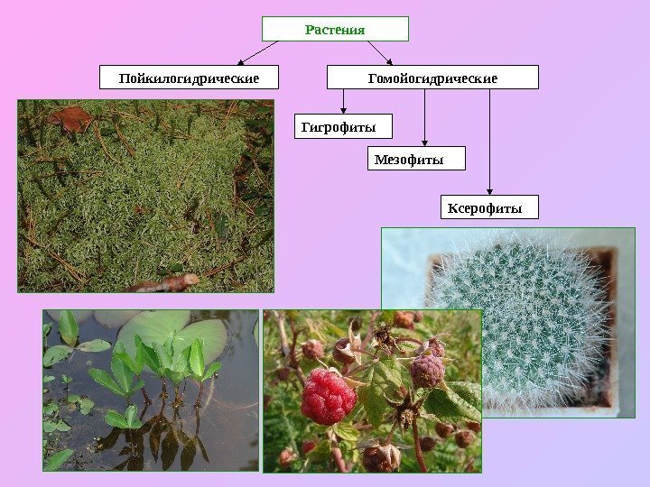   Растения Пойкилогидрические Гомойогидрические Гигрофиты Мезофиты Ксерофиты 