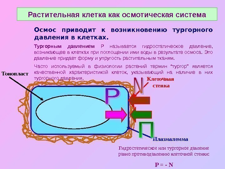   Растительная клетка как осмотическая система Гидростатическое или тургорное давление равно противодавлению клеточной