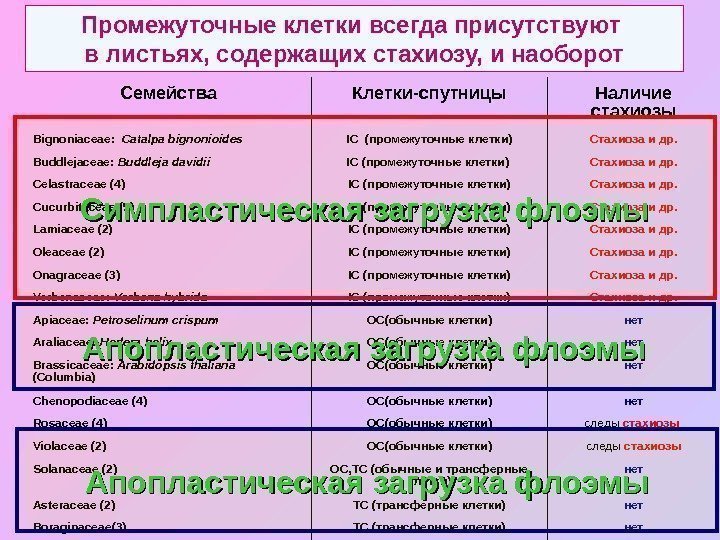 Симпластный апопластный вакуолярный пути транспорта веществ и их значение презентация