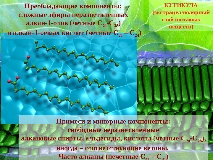 Сложные компоненты. Алкановые кислоты. Восковидное вещество. Неразветвленный Алкан. Сложные эфиры в Алкан.