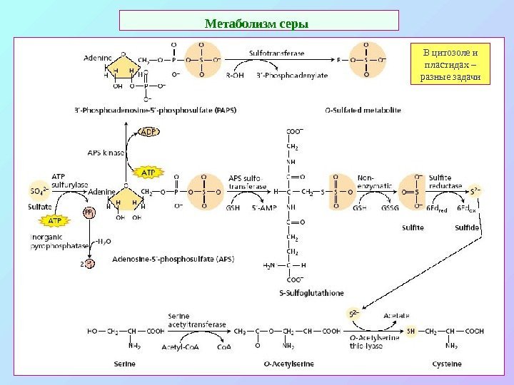 Метаболизм серы  В цитозоле и пластидах – разные задачи 