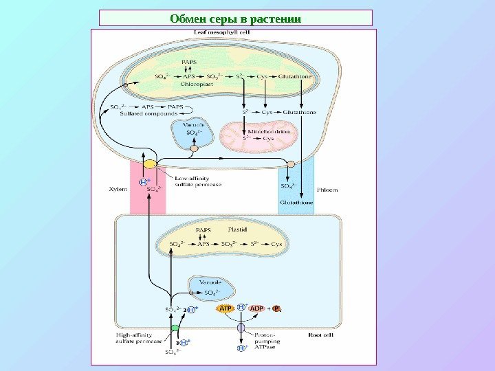 Обмен серы в растении 
