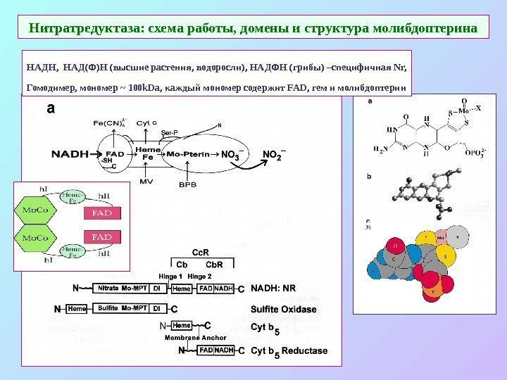 Нитратредуктаза: схема работы, домены и структура молибдоптерина НАДН,  НАД(Ф)Н (высшие растения, водоросли), НАДФН