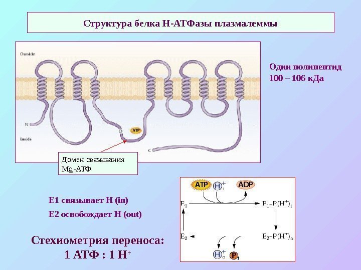 Структура белка Н-АТФазы плазмалеммы Один полипептид 100 – 106 к. Да Домен связывания Mg