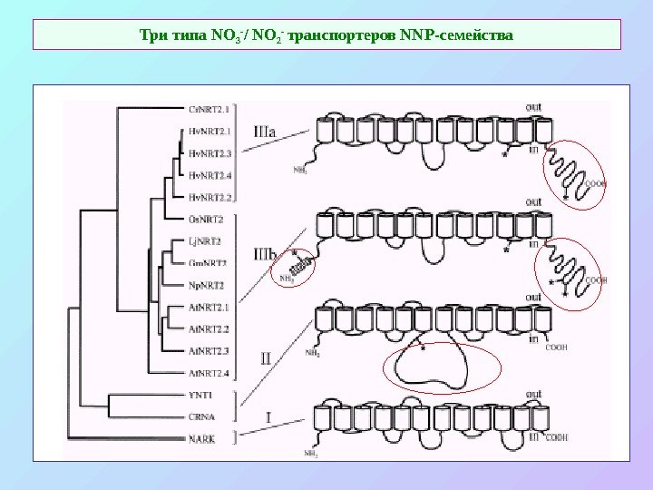 Три типа NO 3 - / NO 2 - транспортеров NNP -семейства 