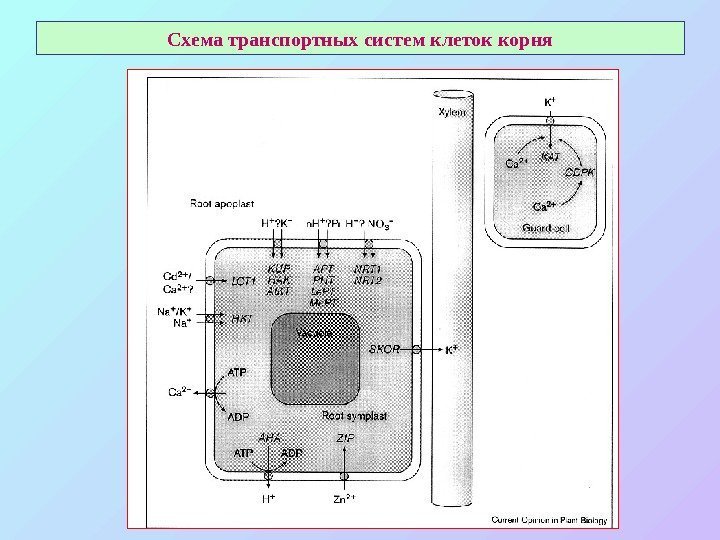 Схема транспортных систем клеток корня 