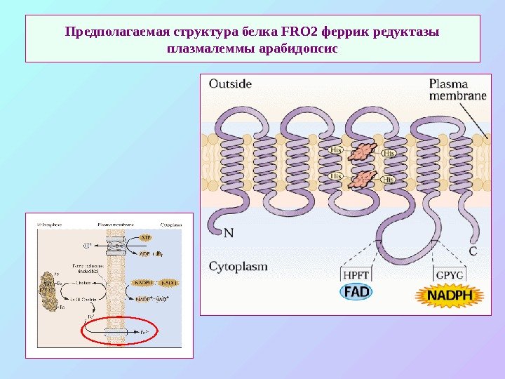 Предполагаемая структура белка FRO 2 феррик редуктазы плазмалеммы арабидопсис 