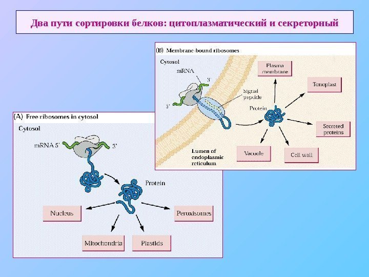   Два пути сортировки белков: цитоплазматический и секреторный 