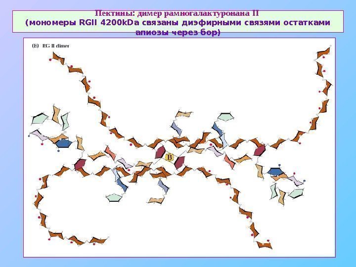   Пектины: димер рамногалактуронана II  (мономеры RGII 4200 k. Da связаны диэфирными