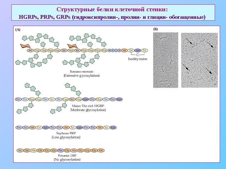   Структурные белки клеточной стенки:  HGRPs, PRPs, GRPs ( гидроксипролин-, пролин- и