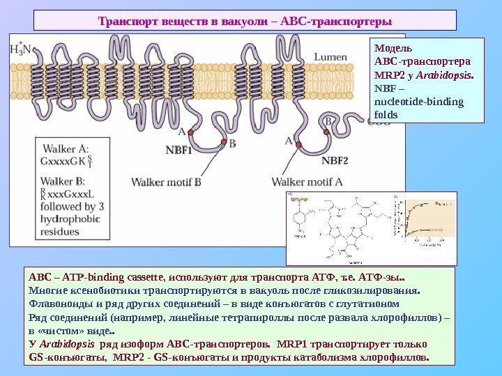   Транспорт веществ в вакуоли – АВС-транспортеры ABC – ATP-binding cassette , используют