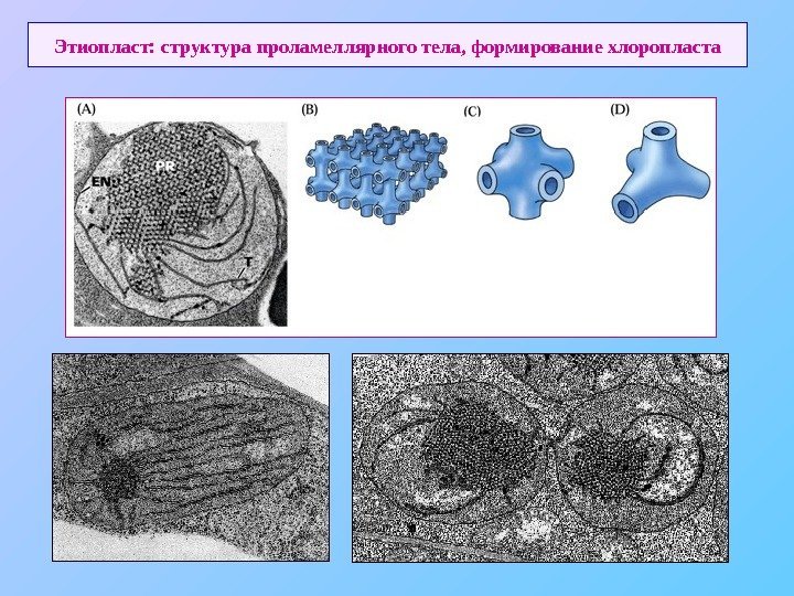   Этиопласт: структура проламеллярного тела, формирование хлоропласта 