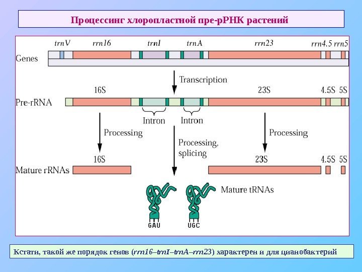   Процессинг хлоропластной пре-р. РНК растений  Кстати, такой же порядок генов (