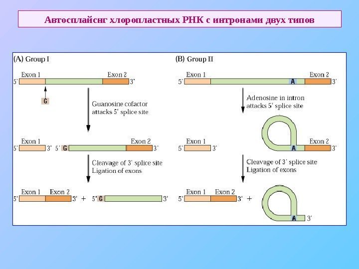   Автосплайснг хлоропластных РНК с интронами двух типов 