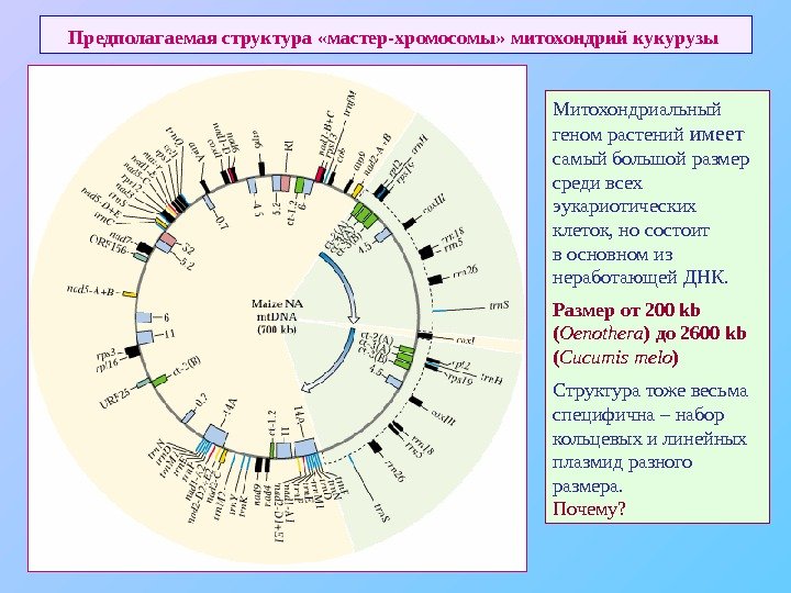   Предполагаемая структура «мастер-хромосомы» митохондрий кукурузы  Митохондриальный геном растений имеет самый большой