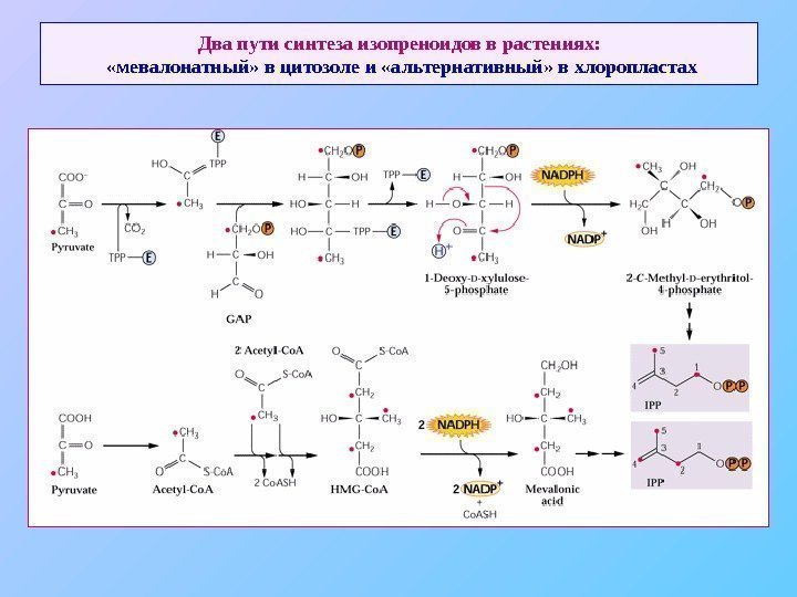   Два пути синтеза изопреноидов в растениях: «мевалонатный» в цитозоле и «альтернативный» в