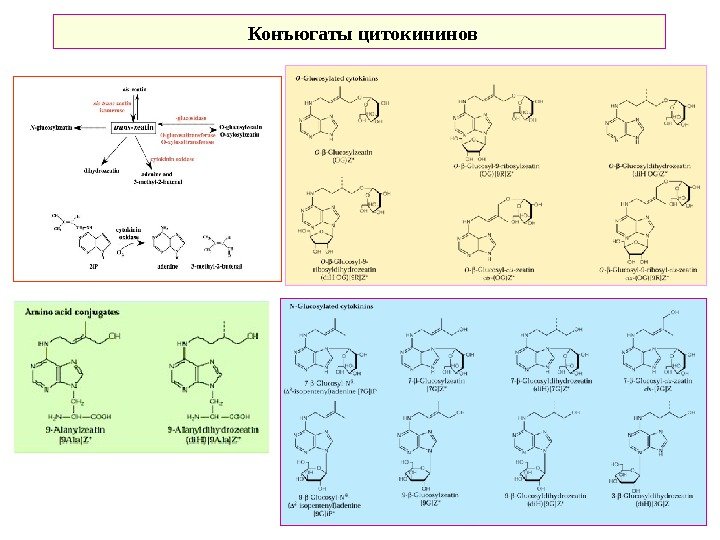  Конъюгаты цитокининов 