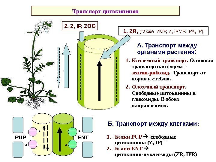   1. Ксилемный транспорт.  Основная транспортная форма - зеатин-рибозид.  Транспорт от