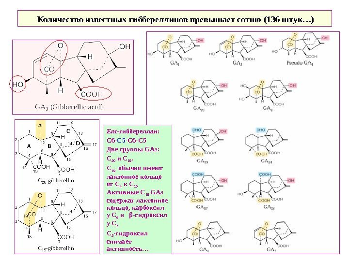  Количество известных гиббереллинов превышает сотню (136 штук…) Ent - гиббереллан: С 6 -