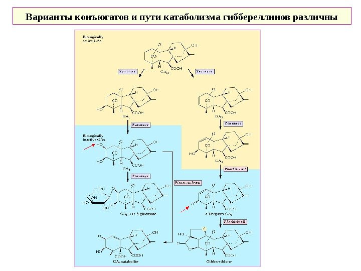   Варианты конъюгатов и пути катаболизма гиббереллинов различны 