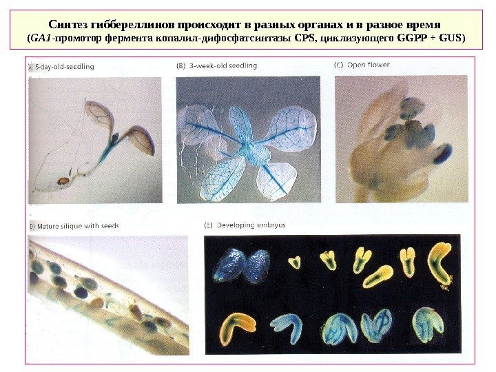   Синтез гиббереллинов происходит в разных органах и в разное время ( GA