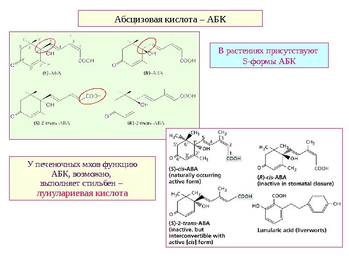   Абсцизовая кислота – АБК В растениях присутствуют  S- формы АБК У