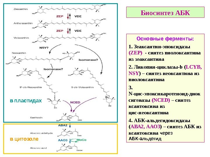   Биосинтез  АБК Основные ферменты: 1. Зеаксантин-эпоксидазы (ZEP)  - синтез виолоксантина